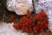 Desert Paintbrush, Castilleja chromosa